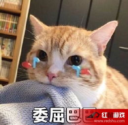  委屈巴巴猫表情包图片有个很委屈的委屈巴巴猫表情包