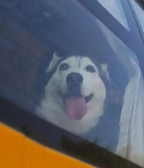 世界名人表情包哈士奇