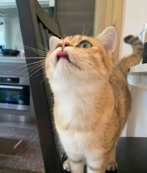 主人抚摸猫的头部,在猫咪心里,代表了什么 主人抚摸猫的头部,在猫咪心里,代表了什么