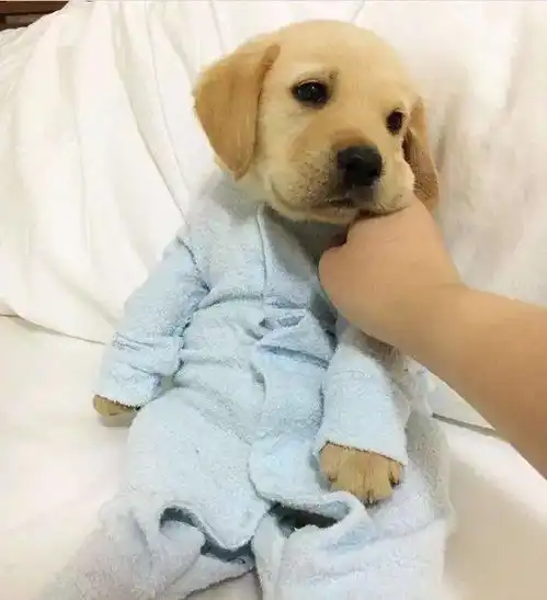 萌化小时候的拉布拉多一脸无辜的样子,是小天使没错了 萌化小时候的拉布拉多一脸无辜的样子,是小天使没错了