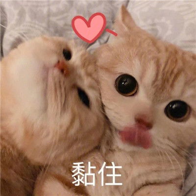  炒鸡甜的猫咪撒娇表情包合集