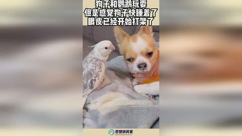  狗子和鹦鹉玩耍,但是感觉狗子快睡着了,眼皮已经开始打架了