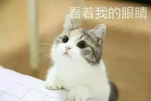 可爱喵咪表情包打爆