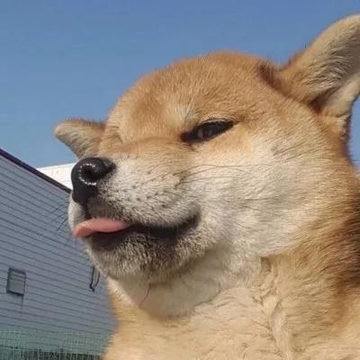 狗狗头像祝你早日脱单鸭