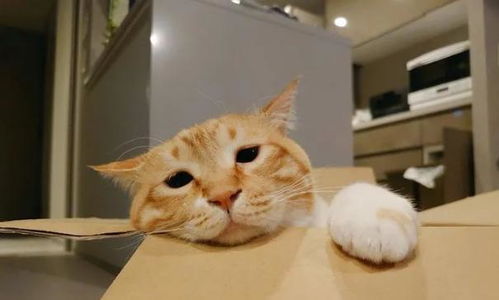 猫咪呕吐吃什么可以解决