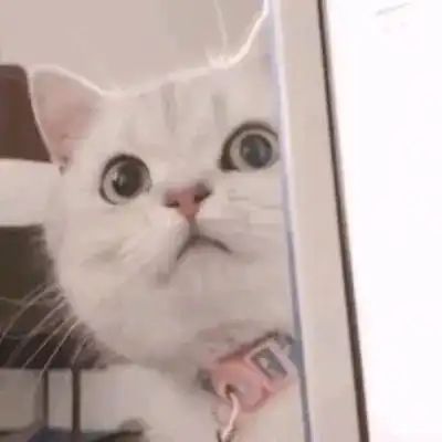 头像舍2021最新微信可爱小猫小狗头像小猫卖萌微信头像 头像舍2021最新微信可爱小猫小狗头像小猫卖萌微信头像