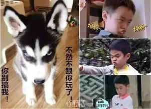  听说世上有另外一个诺一康康李易峰杨幂