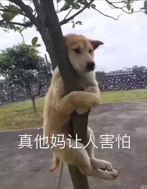  表情包社会你王哥,图多话不多