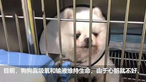 秀恩爱虐狗表情包拆穿