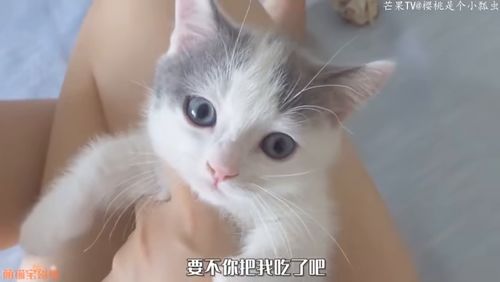  小奶猫总偷吃我的饭,连螺蛳粉也不放过,一口吞了