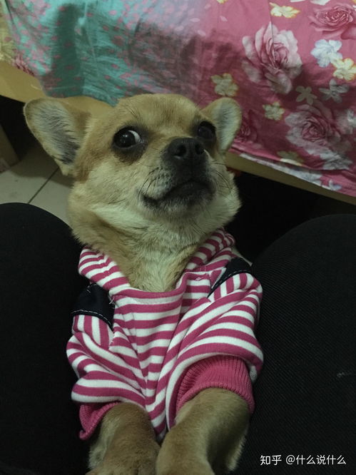 猫的表情包生无可恋狗狗