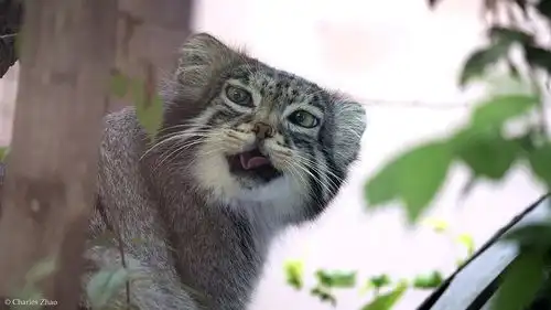 雪豹表情包藏狐