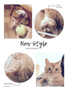 玛丽莲萌猫微信表情