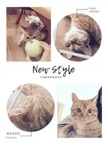  玛丽莲萌猫微信表情