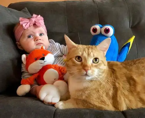 橘猫如果忠心于你,才会有这些现象 橘猫如果忠心于你,才会有这些现象