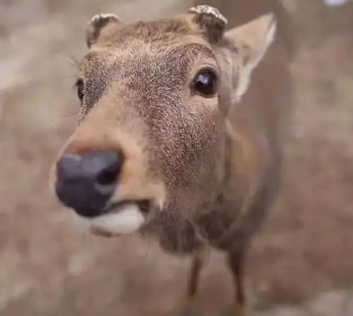 滑稽孙俪动物园喂鹿时被咬了,直呼好痛,毛衣上还有绿口水 滑稽孙俪动物园喂鹿时被咬了,直呼好痛,毛衣上还有绿口水