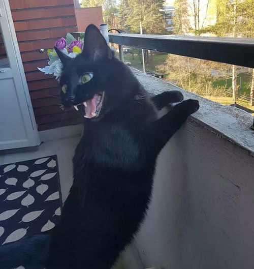  从来没有见过户外的猫第一次见到阳台,一脸震惊的表情让人笑坏了