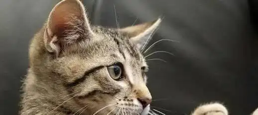 狸花猫为什么突然呕吐 狸花猫为什么突然呕吐