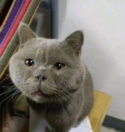  众所周知,猫咪没有丑的,只是有点不太可爱而已啦哈哈哈哈