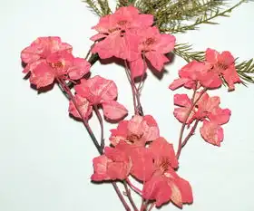  自己动手制作干花,让生活永远美下去