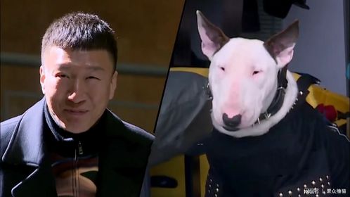  长相酷似孙红雷,看似温顺的狗狗,却因这三个原因被许多地区禁养