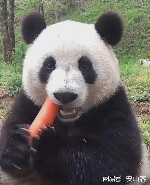 大熊猫小馨,吃播事业风生水起,却小小年纪隐婚生子 大熊猫小馨,吃播事业风生水起,却小小年纪隐婚生子
