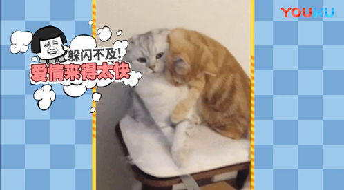  宠物秀恩爱,单身主人虐成狗