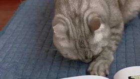  那么大家截图到了表情包了吗奶凶奶凶奶凶的猫与猫与猫与猫