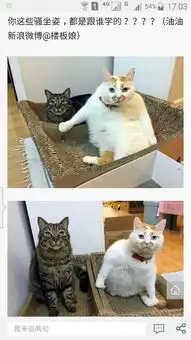 求问这只在微博上很火的表情包橘猫叫什么名字呀好喜欢,好喜感 求问这只在微博上很火的表情包橘猫叫什么名字呀好喜欢,好喜感