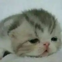 gallowsbell gallowsbell