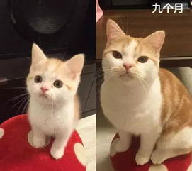  猫咪从小鲜肉秒变老腊肉,没了蛋蛋太伤心