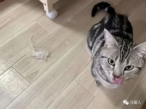 猫咪呕吐表情包略略