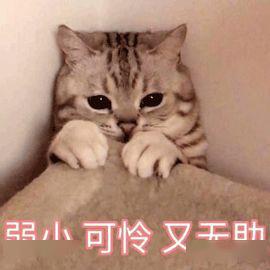 可爱喵咪表情包头像