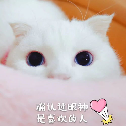  表情可爱猫咪表情包我可不是好惹的表情