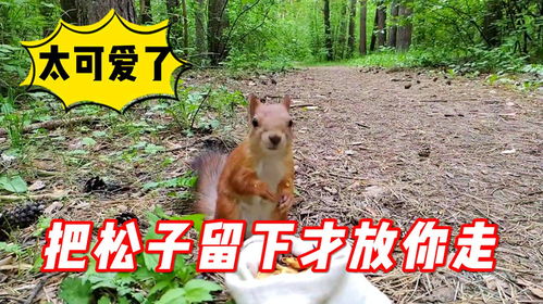  男子野外偶遇松鼠,没曾想被小松鼠打劫了,追着男子跑了8公里