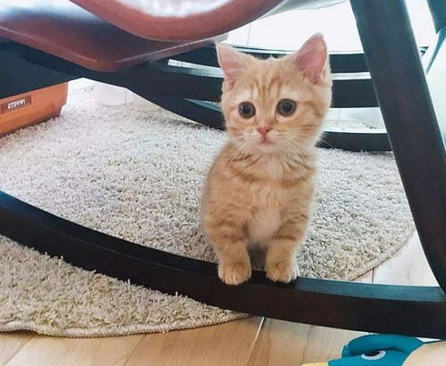 猫咪哭表情包猫粮