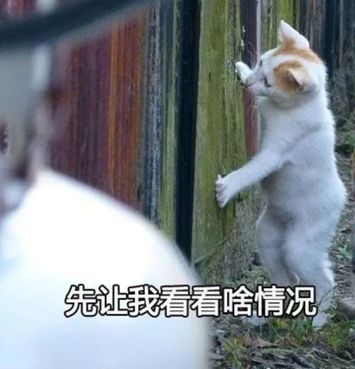  华农兄弟的竹鼠到底有没有问题