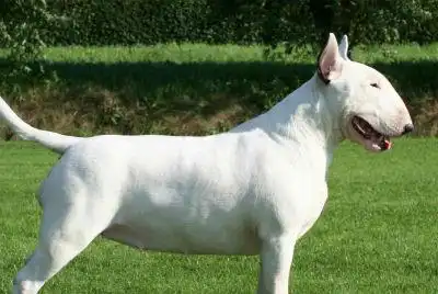 靠颜值秒杀两大演技派巨星的狗,孙红雷,林永健把它带火了 靠颜值秒杀两大演技派巨星的狗,孙红雷,林永健把它带火了