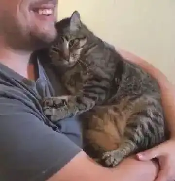 狸花猫走丢一个月,当它回家的那一刻,猫咪的表情让人揪心 狸花猫走丢一个月,当它回家的那一刻,猫咪的表情让人揪心