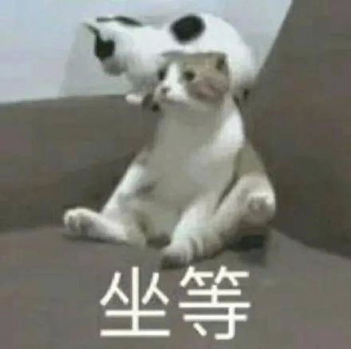 斗图表情包乌龟莫寒