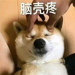  表情包脑坑疼,长的这么帅还要去工地搬砖