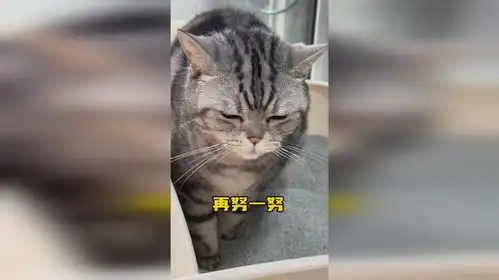 猫拉粑粑的表情真的很可爱,养猫的应该都懂吧 猫拉粑粑的表情真的很可爱,养猫的应该都懂吧