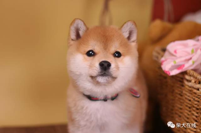  新手想养柴犬,好操作吗有什么需要注意的嘛