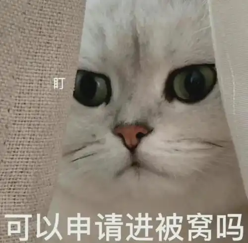  喵咪表情包哥哥你逃不掉啦