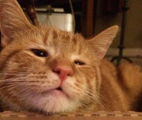  因眼疾被抛弃的小猫,被好心人领养后,发现越长越像这位明星