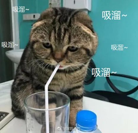 舔一口表情包主人