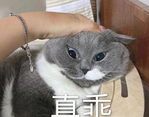  悄悄告诉你猫咪把你当父母,才会有的举动