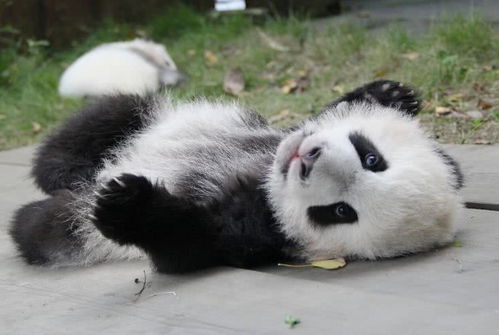  表情奶爸给大熊猫修毛,结果耳朵毛被剪坏,小家伙的表情亮了腾讯新闻表情