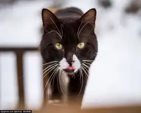 猫星人表情大合集扮得了高冷卖得了萌环球旅行 猫星人表情大合集扮得了高冷卖得了萌环球旅行