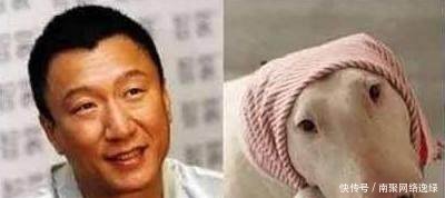  明星撞脸动物笑点层出不穷李易峰萌死人,千玺就有点厉害了